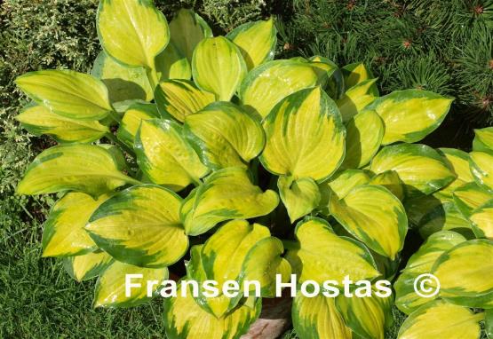 Hosta Wylde Green Cream